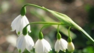 Екоексперти призовават гражданите да не унищожават ранноцъфтящите цветя