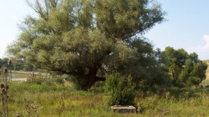Върба на 160 години става туристическа атракция в село Голяма