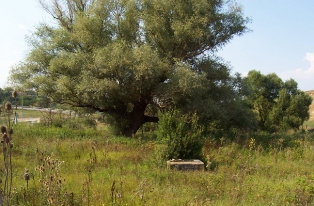 Върба на 160 години става туристическа атракция в село Голяма вода