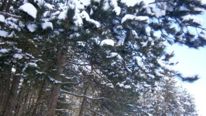 Конкурс Приказките на гората