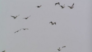 Пеликаните се завръщат в Сребърна