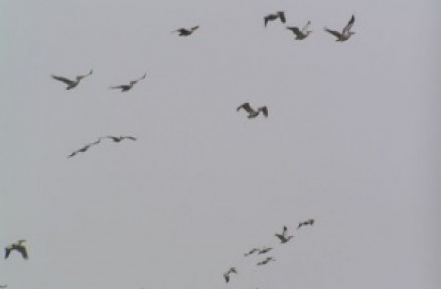 Пеликаните се завръщат в „Сребърна”