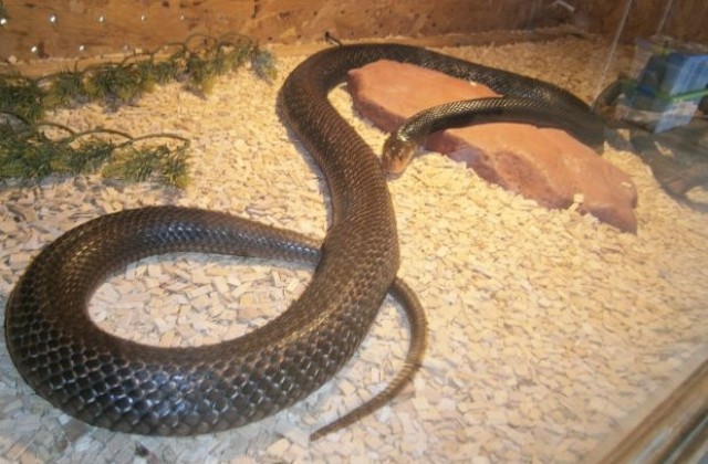Показват отровни змии в Благоевград