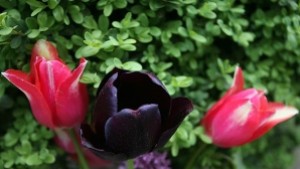 Цветарите ще работят цяла нощ заради 8 март