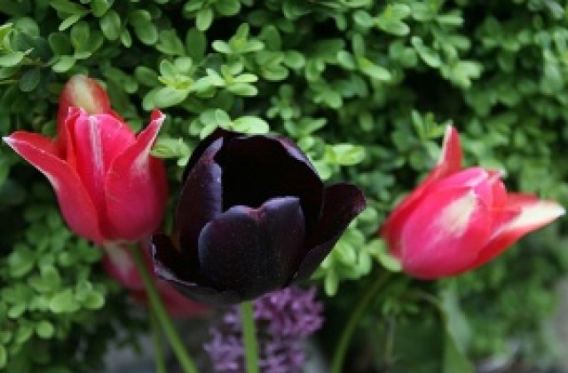 Цветарите ще работят цяла нощ заради 8 март