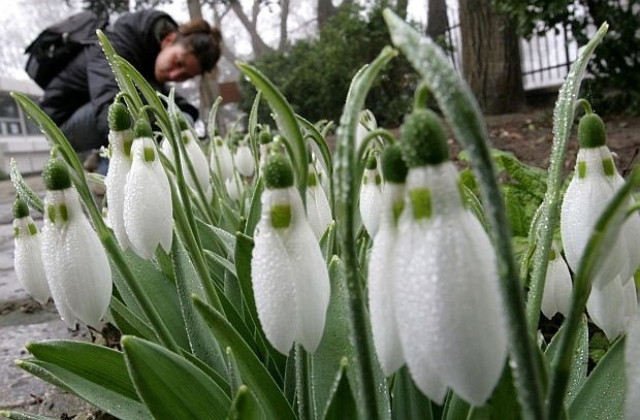 8 март - Денят на жената