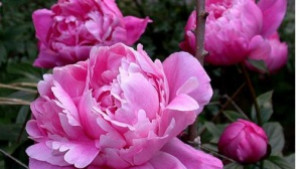 Честит 8ми март