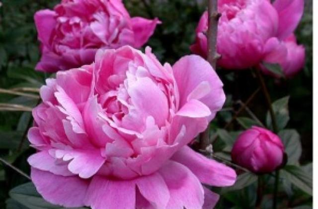 Честит 8-ми март!