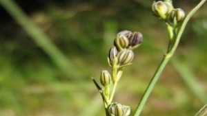 Нова защитена местност в с Острица ще опазва рядък растителен