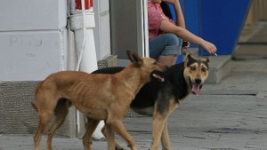 Премахнаха карантината на приюта за кучета в сСеславци