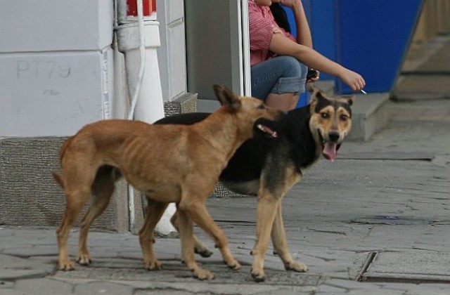 Премахнаха карантината на приюта за кучета в с.Сеславци