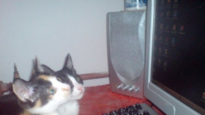 Тематична изложба на ДХС гостува в Боженци