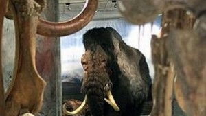 Руски и южнокорейски учени ще клонират мамут