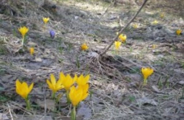 Пролетта идва от понеделник