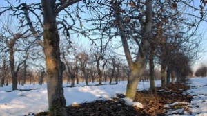 До 80 на сто е измръзването при някои ранни сортове