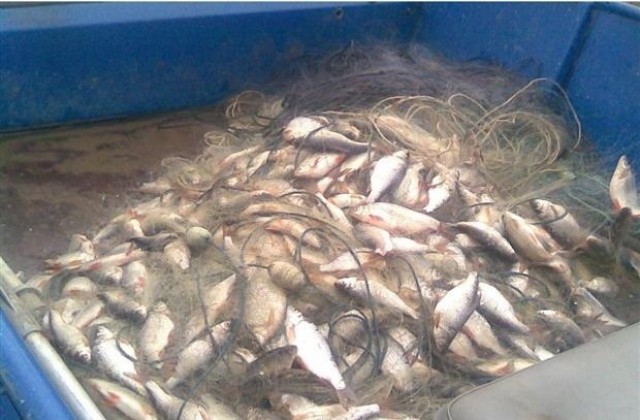 Забраниха улова на щука и бяла риба