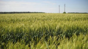 Обсъждат мярка 214 Агроекологични плащания на ПРСР