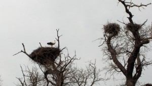 Самуилово в очакване на щъркелите