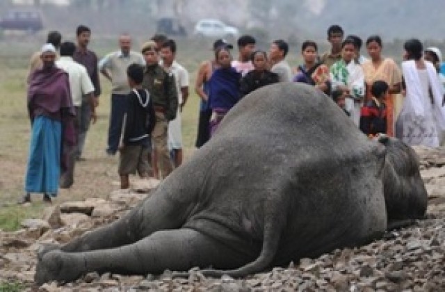 Стотици слонове убити в резерват в Камерун