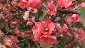 Дойде астрономическата пролет