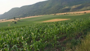 Увеличават се площите засети с царевица