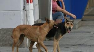 Новата програма за бездомните кучета готова в края на април