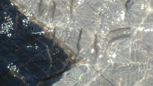 Рибки напълниха фонтаните на Монтана