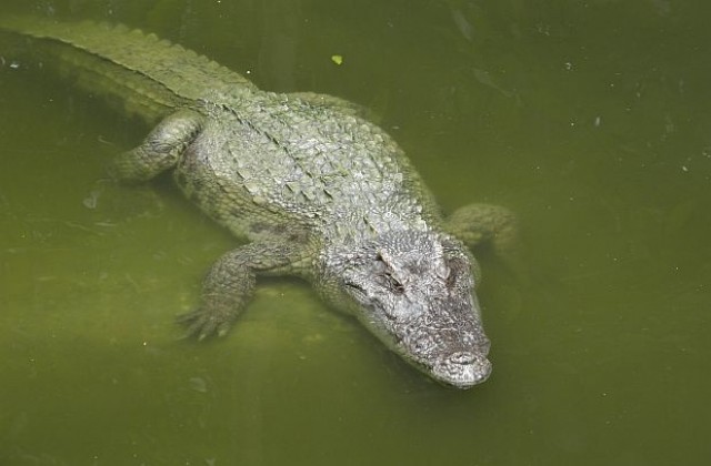 Крокодили държали в плен рибар в продължение на седмица