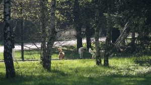 Кърлежите плъзнаха седем души ухапани за седмица