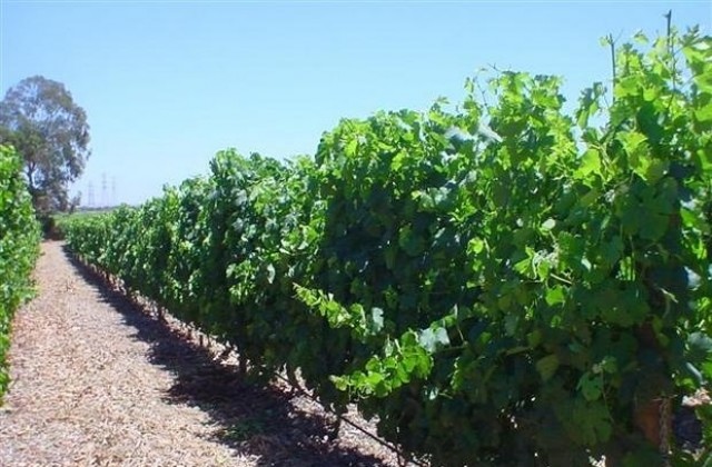 Измръзването по лозята няма да се отрази на реколтата в Силистренско