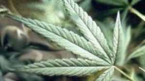 Заплахи за живота на задържан с 25 кг марихуана