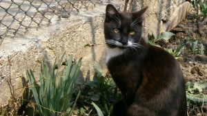 Жълт код заради силен вятър в Габровско