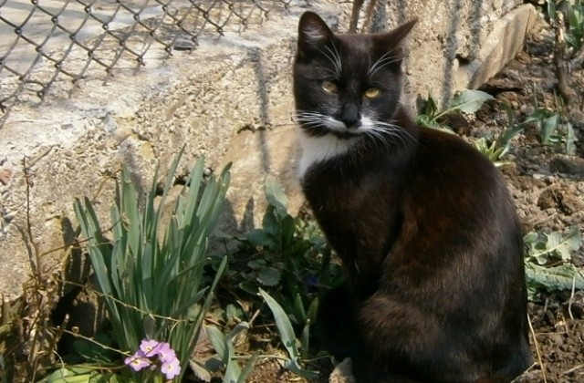 Жълт код заради силен вятър в Габровско