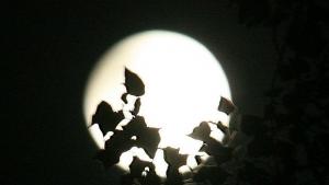 Тъй е било от памтивека