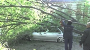 Дърво премаза автомобил