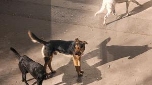 Фандъкова поема контрола над Екоравновесие