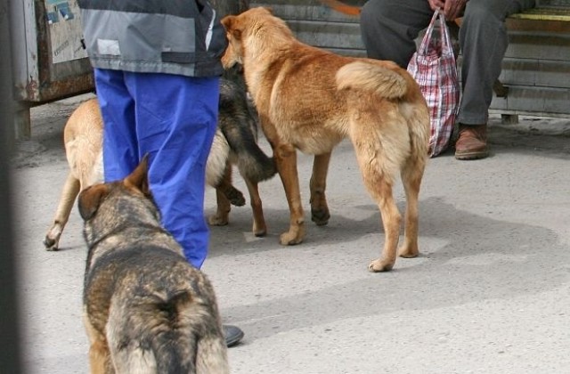 Поредна акция за кастриране на бездомните кучета и котки в Казанлък