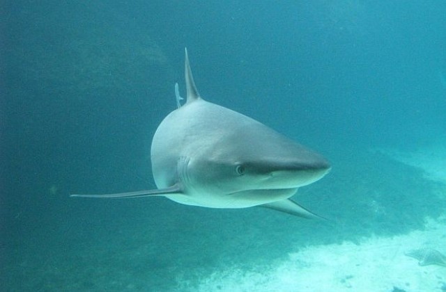 Гмуркач бе убит от акула в Австралия