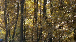 Започва седмицата на гората