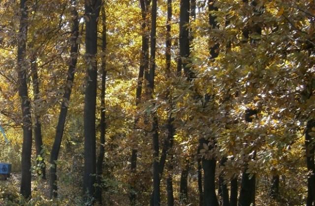 Започва седмицата на гората