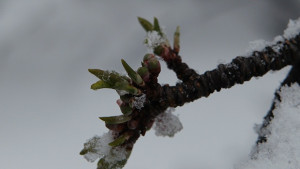 Първоаприлски сняг валя в София