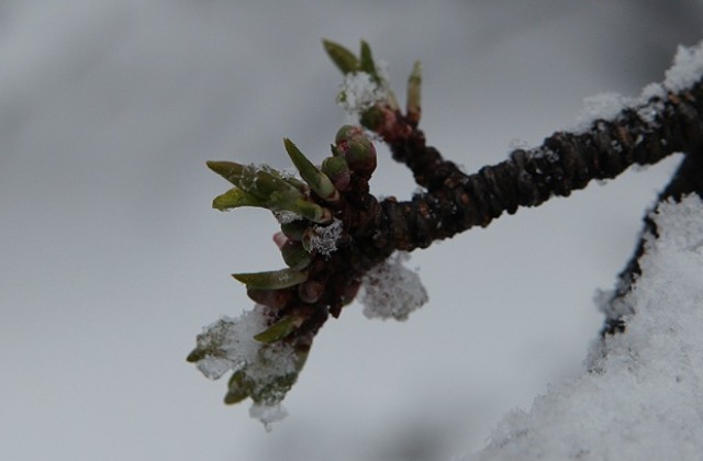 Първоаприлски сняг валя в София