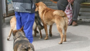Увеличават броя на екипите за залавяне на бездомни животни