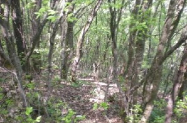 Седмицата на гората започва днес