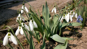 Пролетно настроение през април в Севлиево