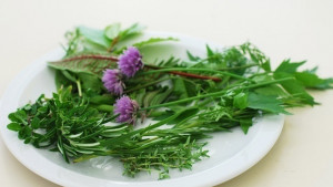 Разрешиха събирането на 1690 кг билки в Габровска област за