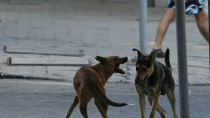 НДСВ прави карта на бездомните кучета в София предлага месец