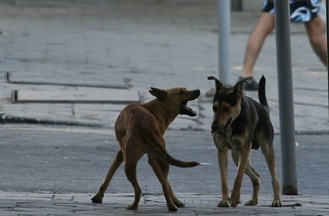 НДСВ прави карта на бездомните кучета в София, предлага месец за осиновяването им
