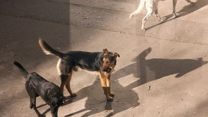 Рекордьор в София осиновил 114 бездомни кучета