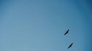 Летяща кола извърши първия си тестов полет